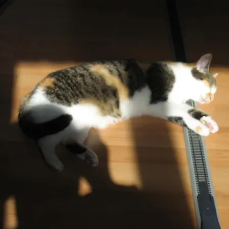 Hotel Zum Jean Bonnet Hofgeismar